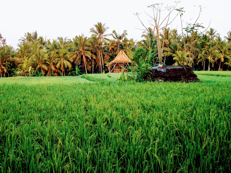 Indonesia: The Ultimate Travel Guide