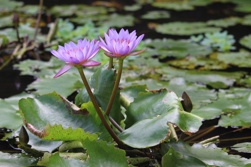 Indonesia: The Ultimate Travel Guide