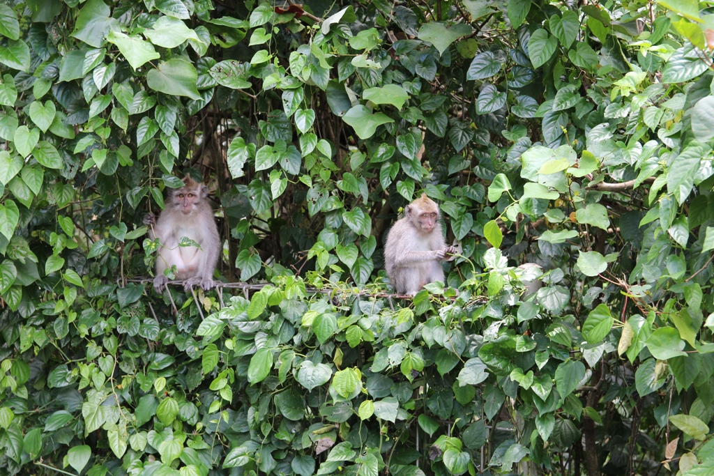 Indonesia: The Ultimate Travel Guide