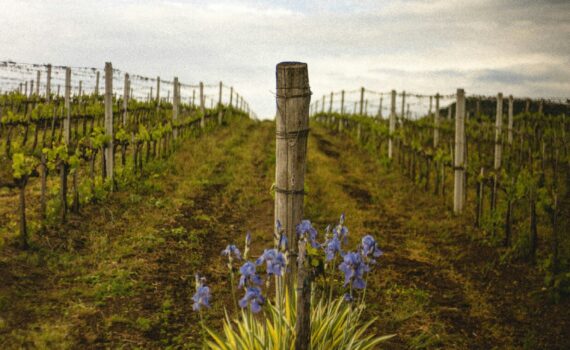 A Vagabond Life: The Ultimate Travel Guide