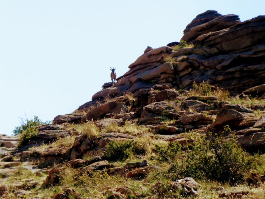 Mongolia_Gobi_Ibex