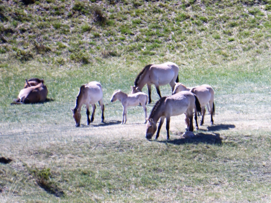 Tahki Horses